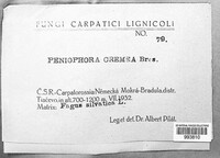 Phanerochaete sordida image
